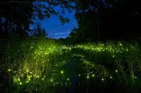 A field of fireflies